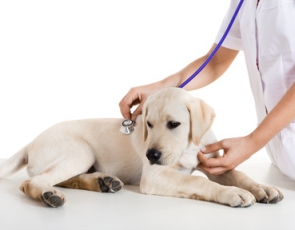Spese veterinarie: quali sono quelle scaricabili dalle tasse?