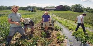 Istat: l&#039;aumento del lavoro agricolo regolare è l&#039;arma migliore contro il Caporalato