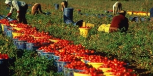 Caporalato: DL per rendere subito efficace una rete del lavoro agricolo di qualità