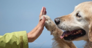 Progetto Attività Assistita con gli Animali