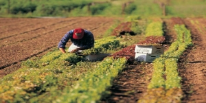 Lavoro nero e caporalato in agricoltura: il 13 a Rosarno iniziativa di Fai, Flai e Uila